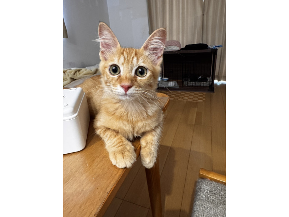 やんちゃボーイ・とても性格のよい子です。