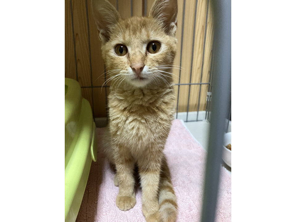 茶トラの子猫ちゃん里親募集