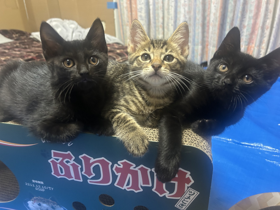 生後2ヶ月 甘えん坊の黒猫の女の子