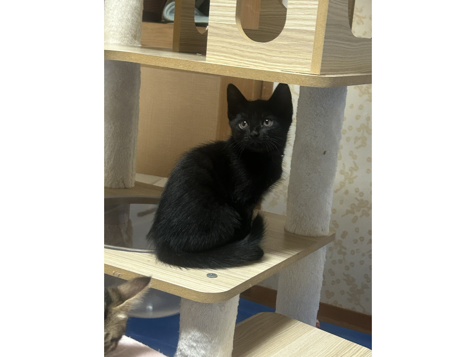 生後2ヶ月 甘えん坊の黒猫男の子
