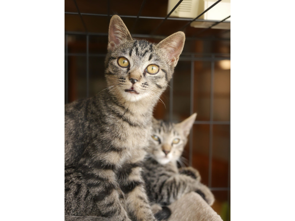 穏やかで猫と仲良し甘えん坊モックくん