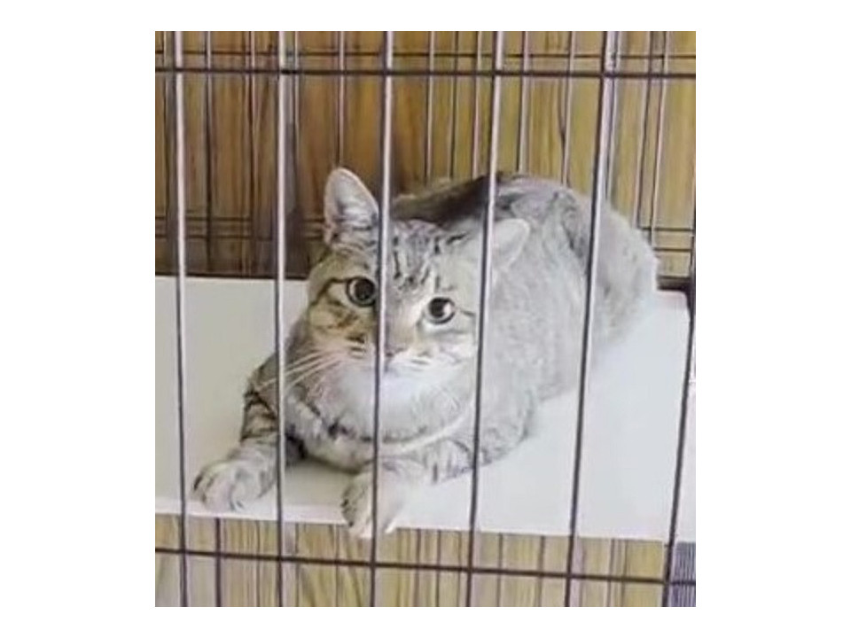 超人懐っこいキジトラくん（代理投稿）