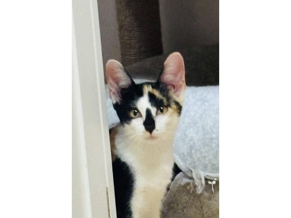 美猫のナナちゃん