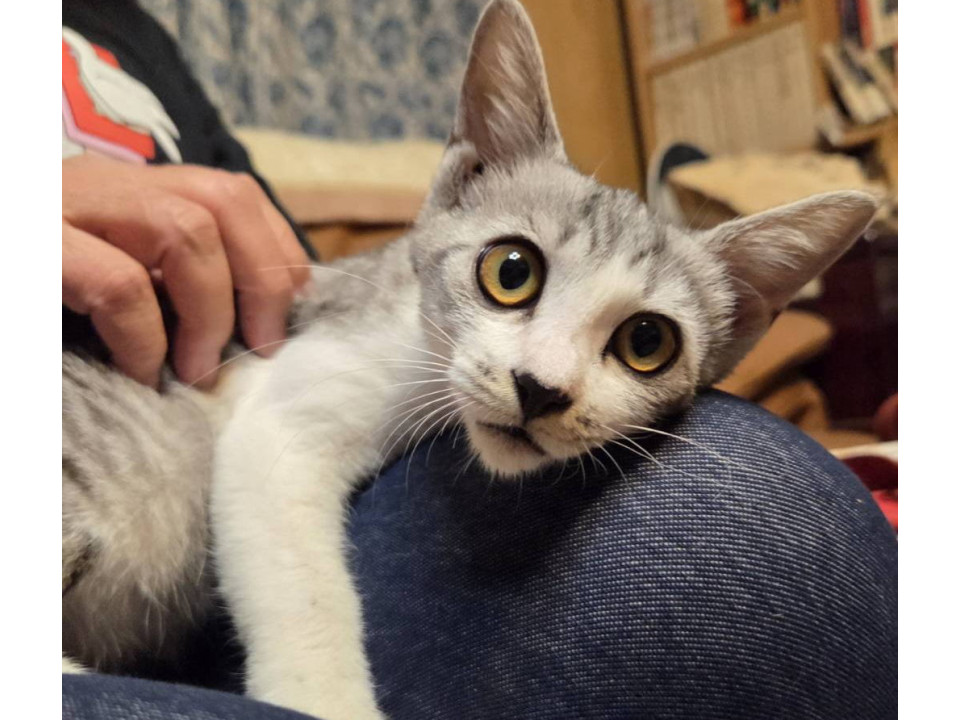 アイラインくっきりの美人子猫さん