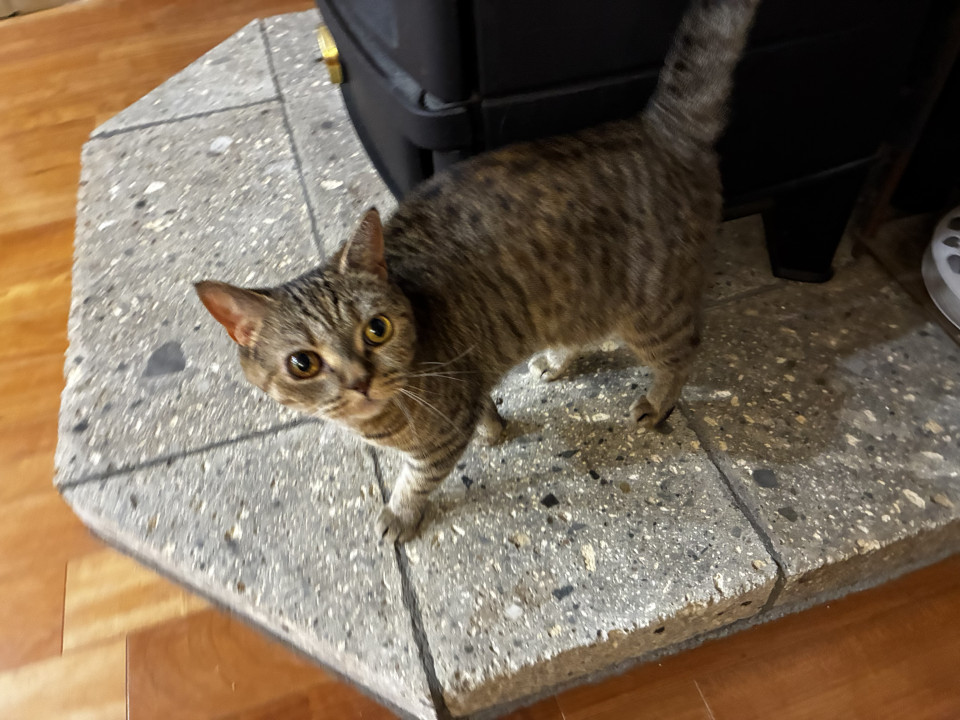 マンチカン