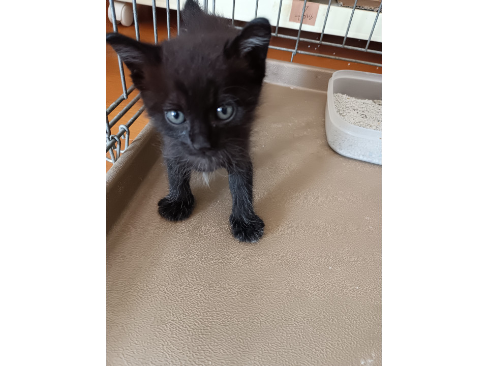2ケ月❤オスの黒！！子猫ちゃん