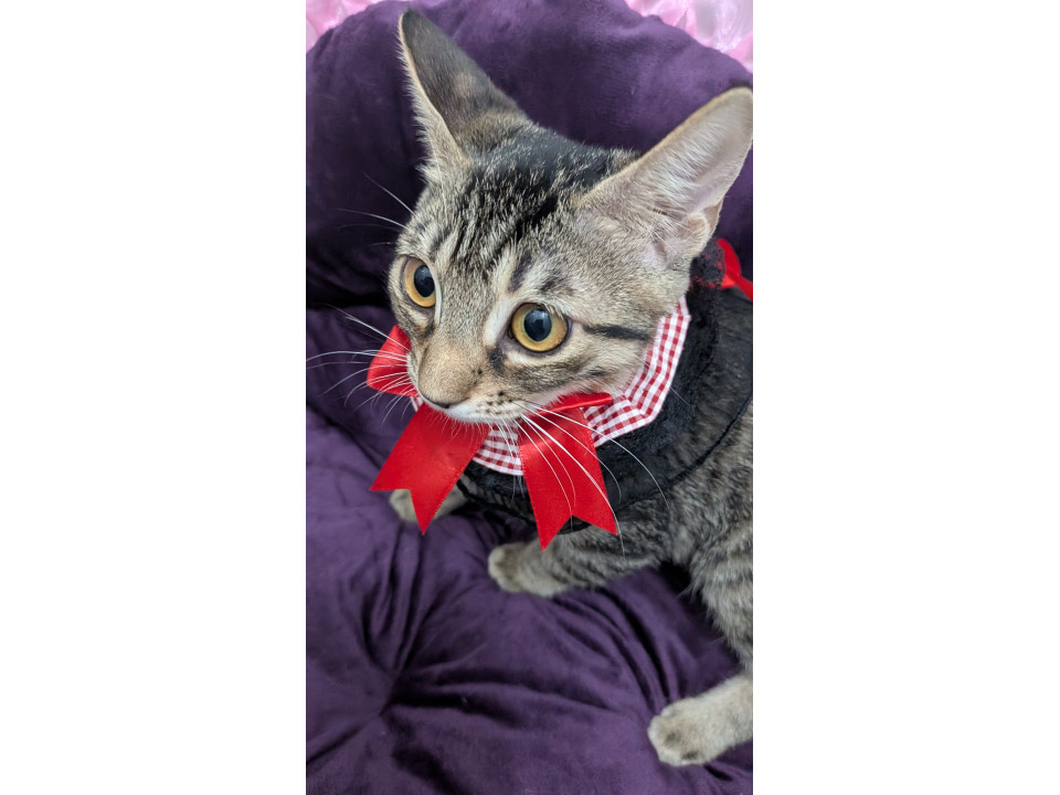 キジトラちゃん
