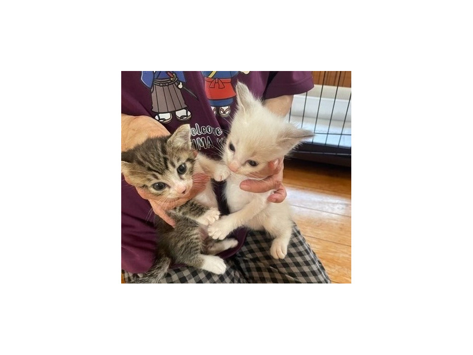 可愛いキジ白ちゃんと、シロくんです。