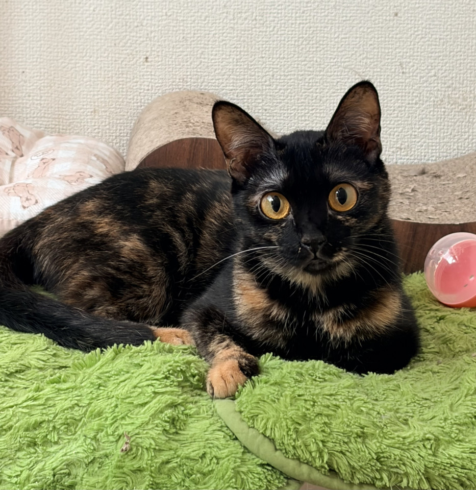多頭飼育からのレスキュー　人馴れバッチリ