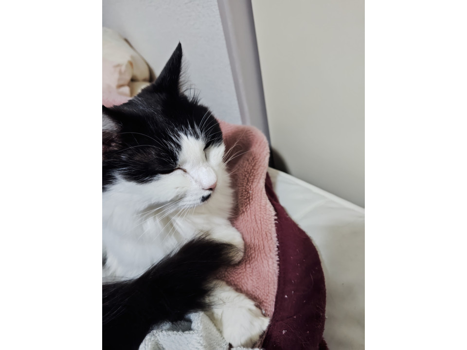 おっとりしたハチワレシニア美人猫さん