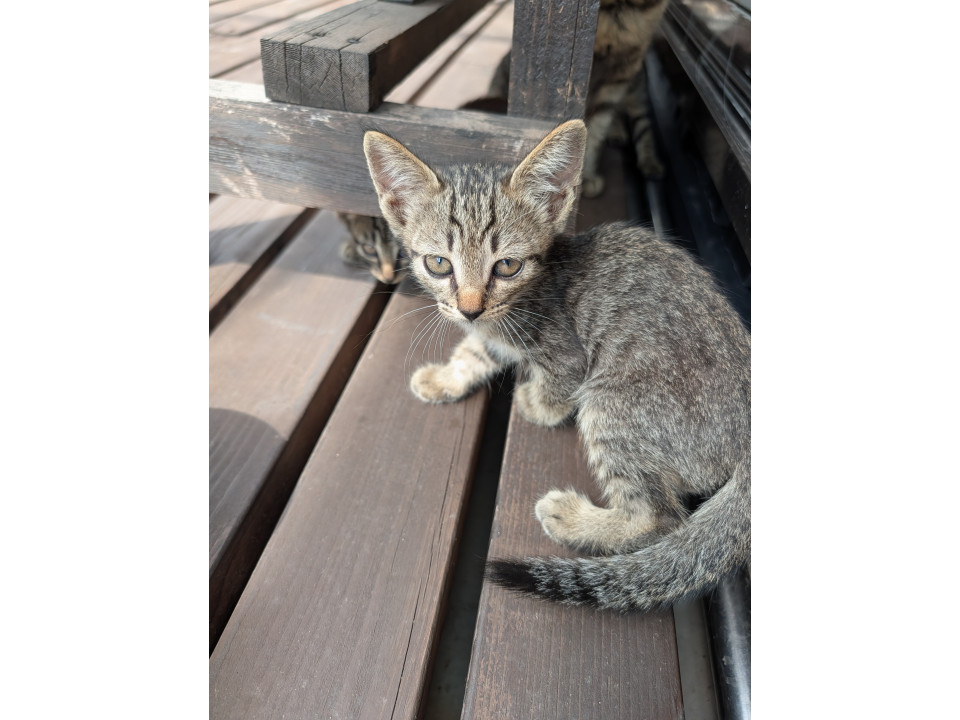かわいいキジトラ子猫
