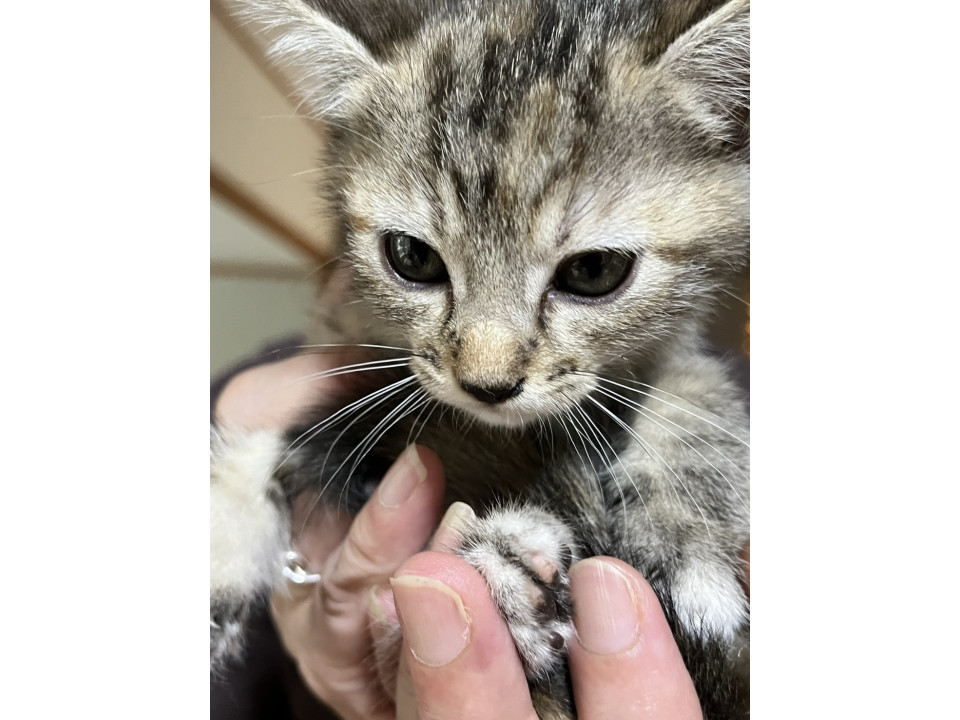 サビ系キジトラちゃん