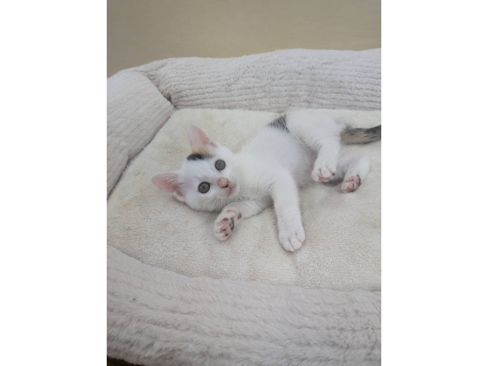 おっとりマイペース子猫ちゃん