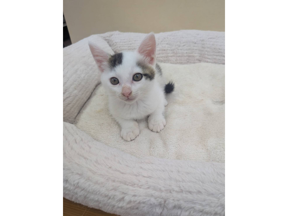 あそぶの大好き子猫ちゃん