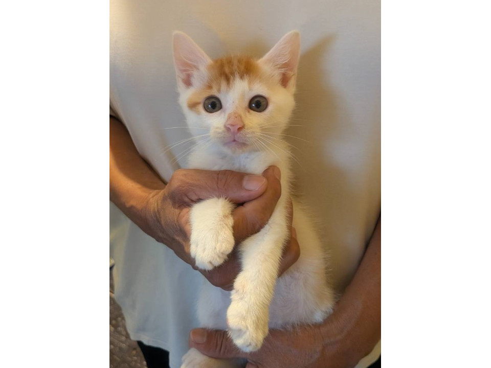 おっとりおとなしい子猫ちゃん