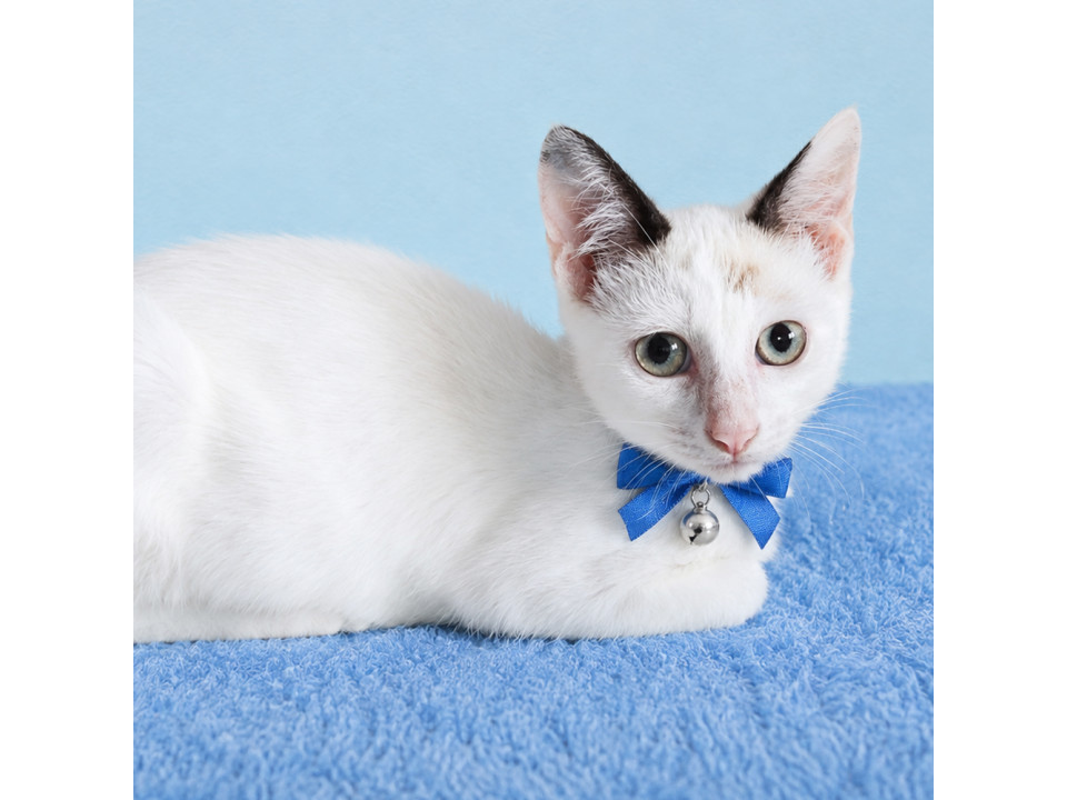 ラグドール柄の美猫！お転婆子猫 コハク