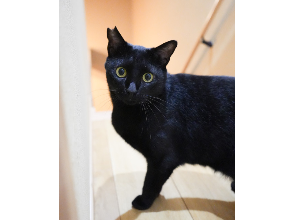 9/12譲渡会・お返事上手な黒猫こん