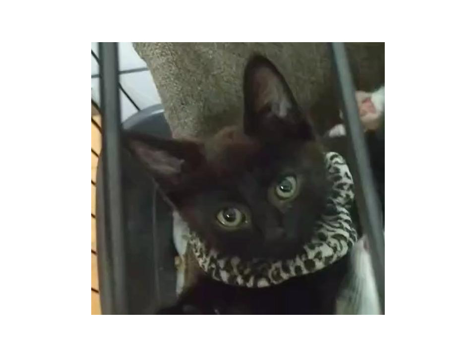 めっちゃクールでハンサムなボブテイル黒猫
