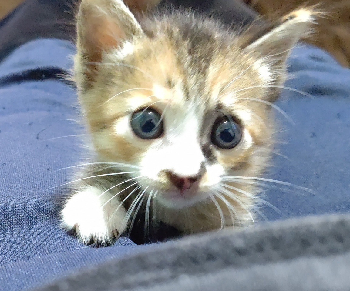 目がくりくりの三毛猫ちゃん