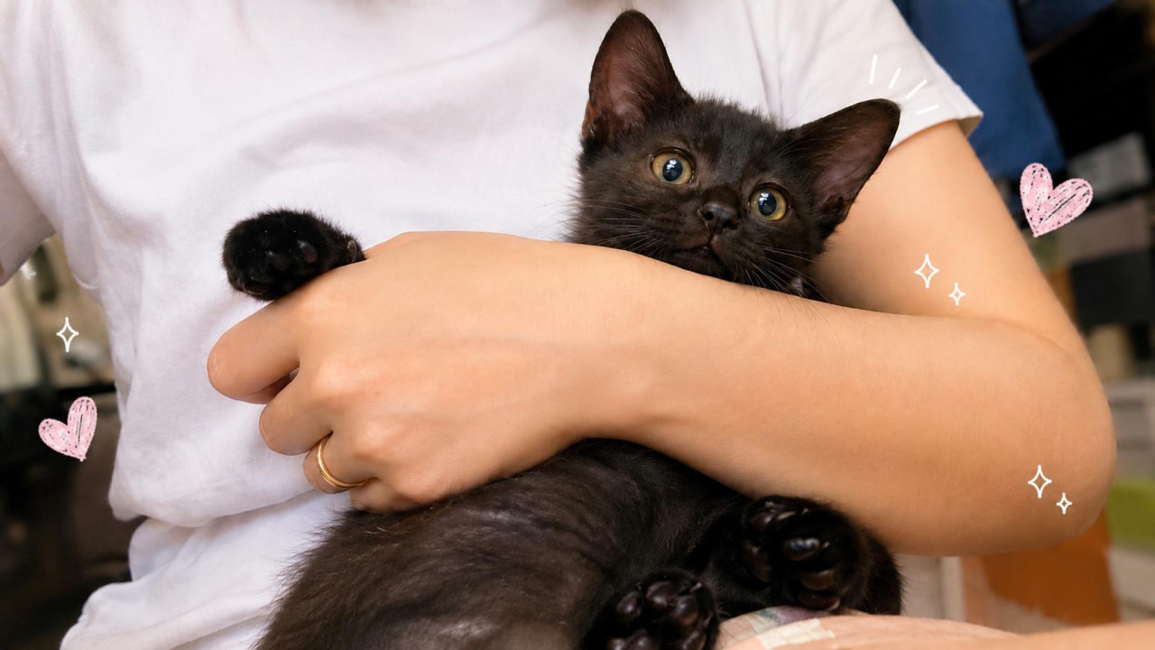黒猫子猫3ヶ月