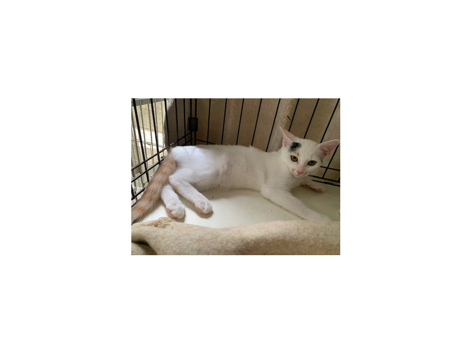 可愛い白三毛4姉妹