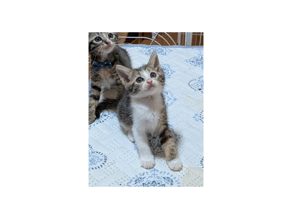 元気いっぱい毎日運動会4兄弟みなみちゃん