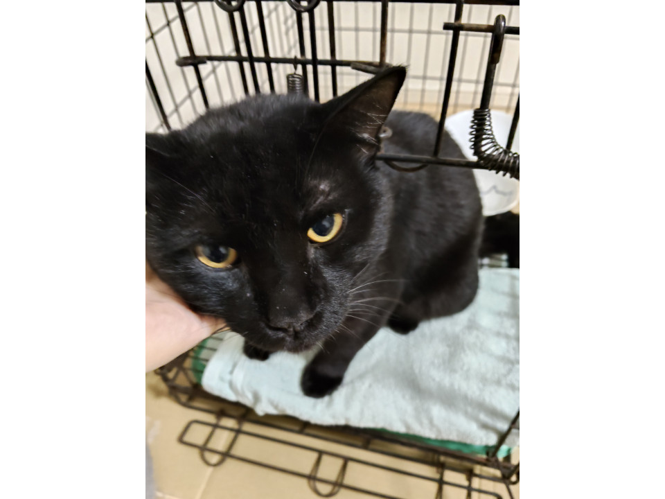 超甘えん坊の黒猫くん　リリース検討