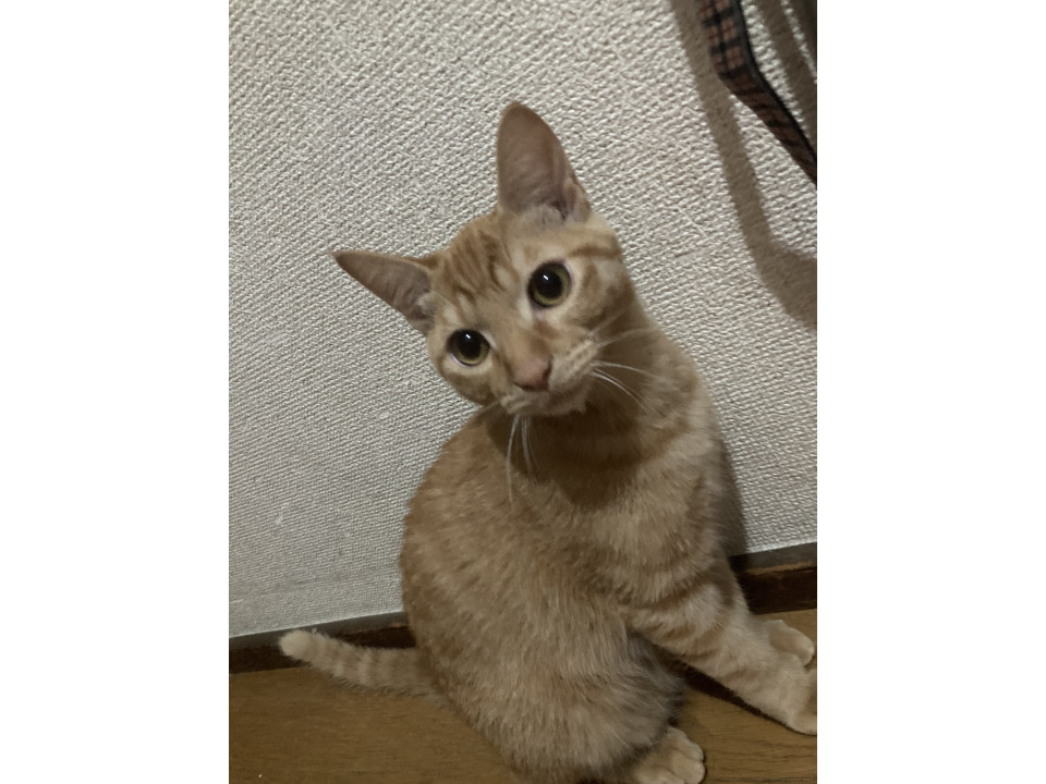 茶トラ