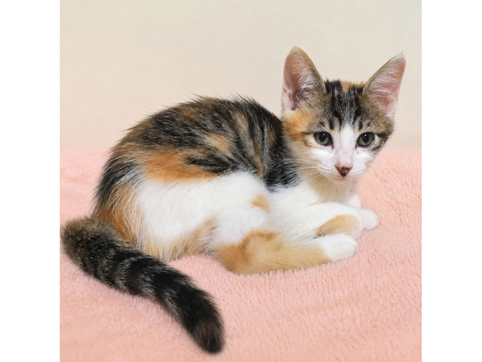 美猫兄妹！おっとり甘えん坊『かごめ』
