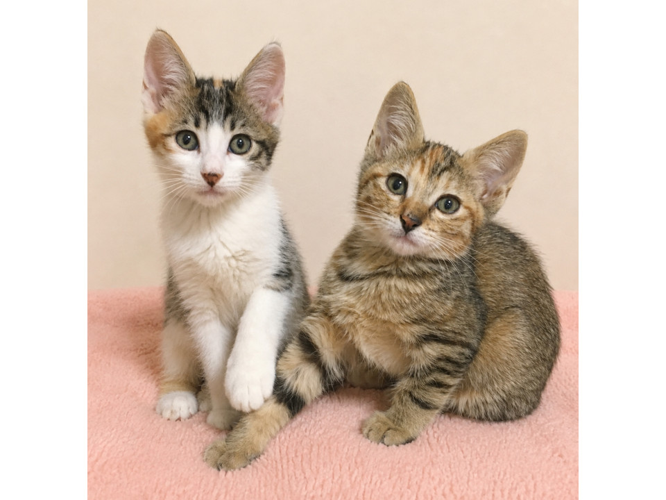 美猫兄妹！おっとり甘えん坊『かるた』