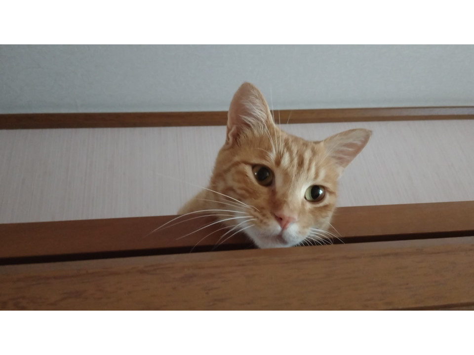 臆病ですがとても可愛い茶虎ちゃん 約1歳
