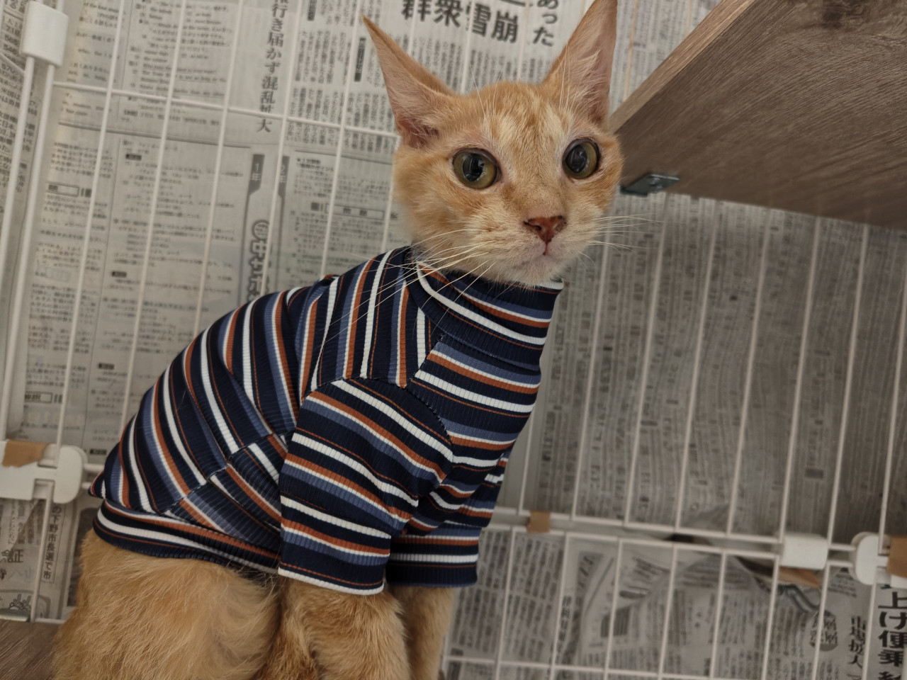 約7ヶ月オレンジ猫ちゃん募集♡