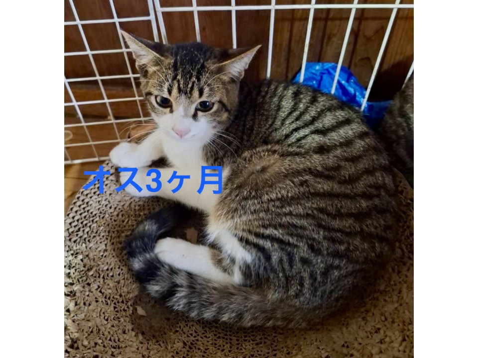 キリッとしたイケメンキジ白くん
