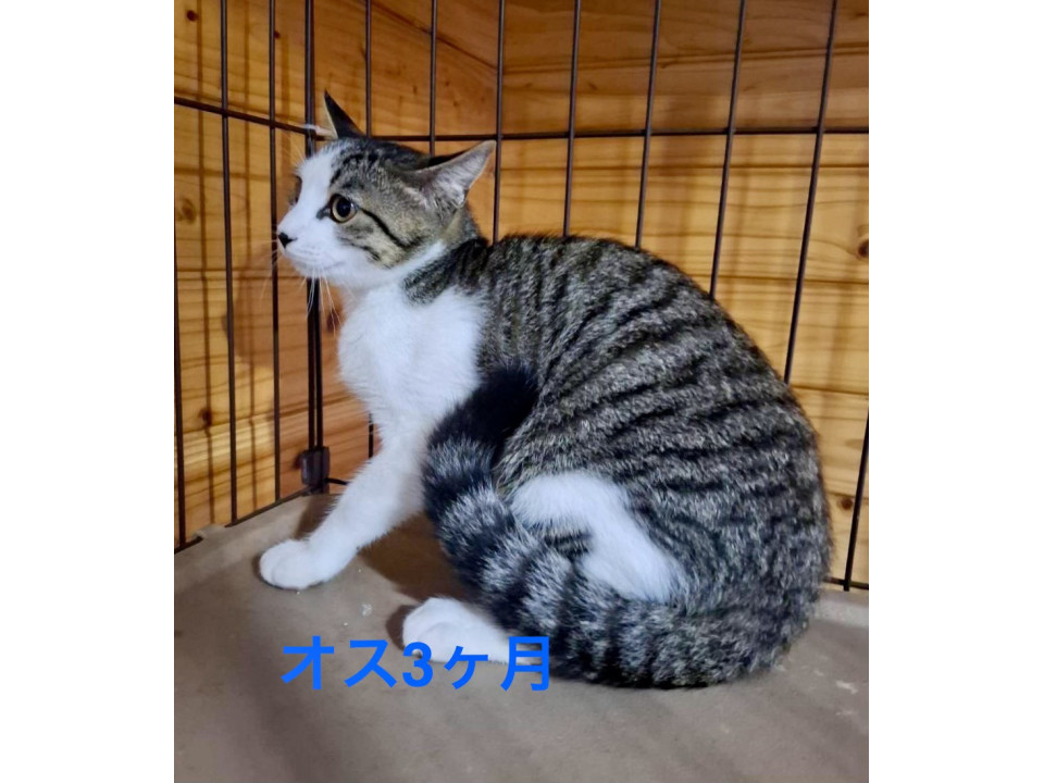 穏やかで優しいキジ白くん
