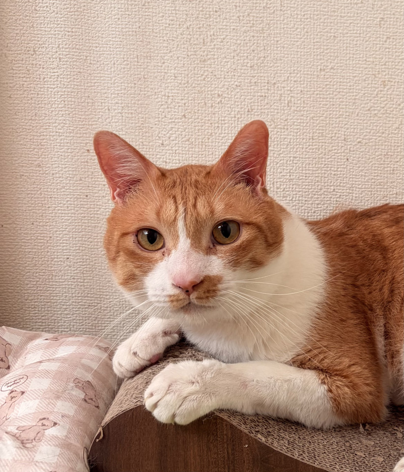 多頭飼育崩壊からのレスキュー甘えん坊男子