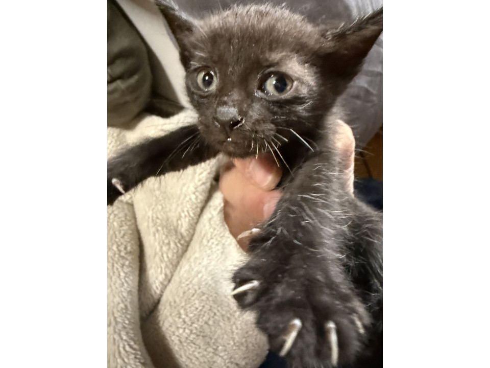 急募！クロネコの子猫★生後1ヶ月！
