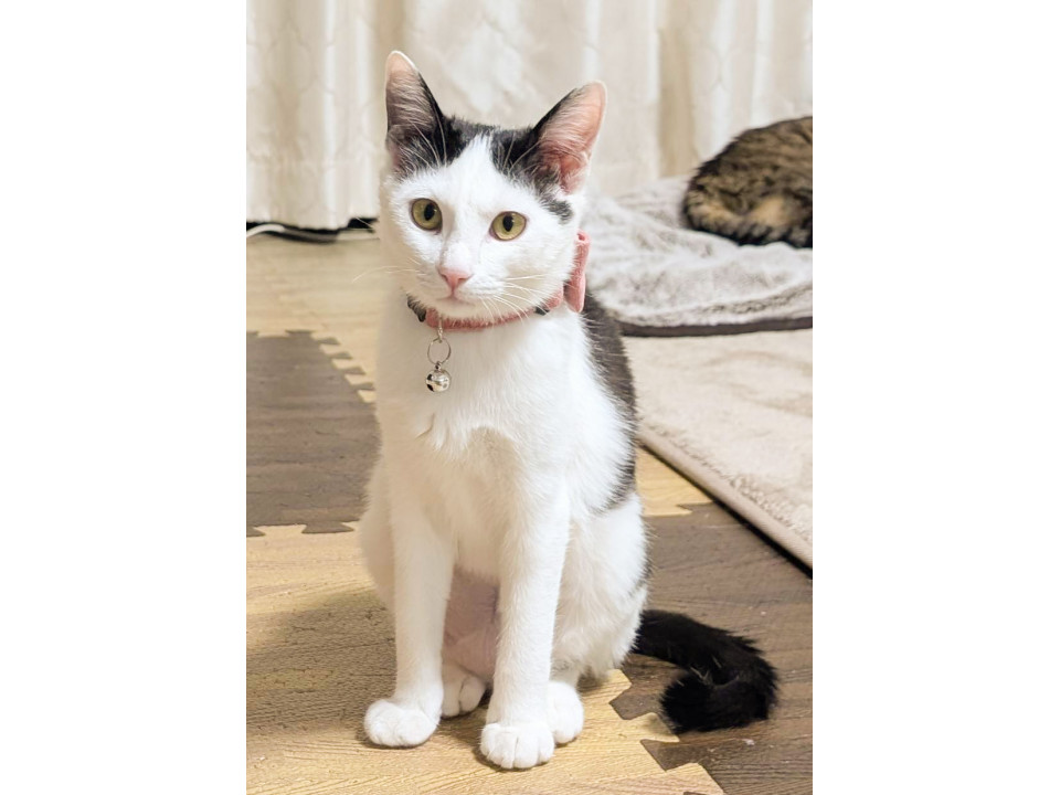 一緒に寝たりする美猫さん