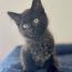 朔(さく)