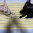 茶トラ ユクアちゃん 黒猫 ブラッサちゃ