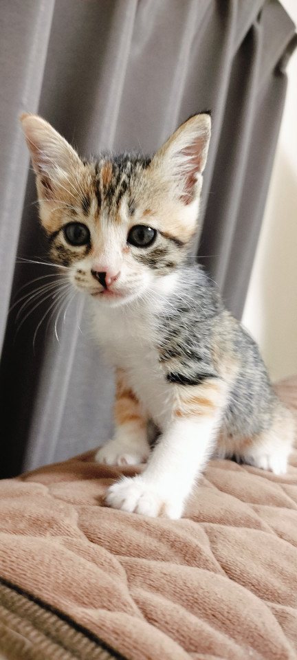 ミックスの甘えん坊猫ちゃん（生後50日）