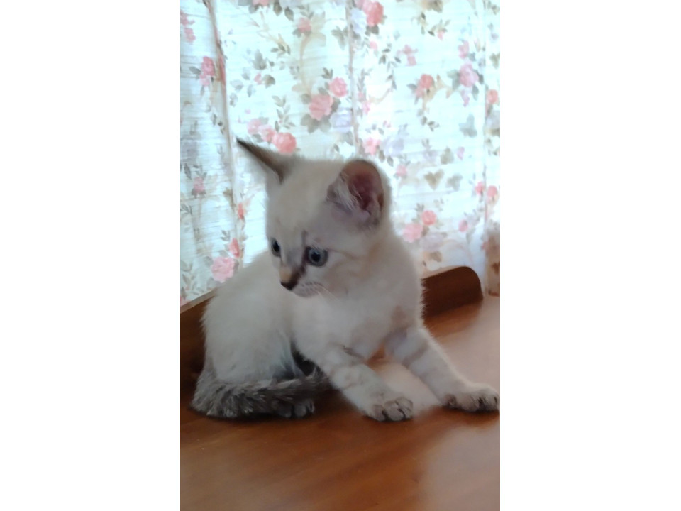 きれいな白色の子猫です