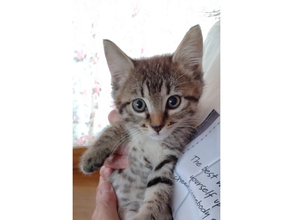 かわいいキジトラの子猫です