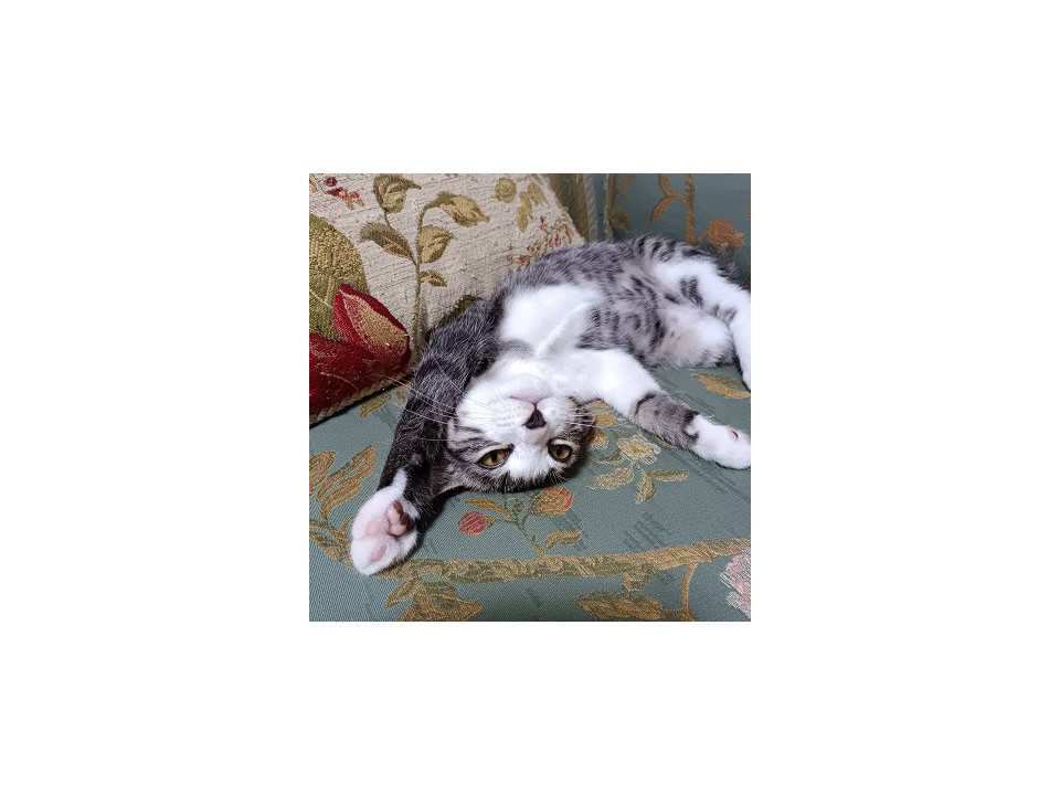 猫も人も大好きなメロくん