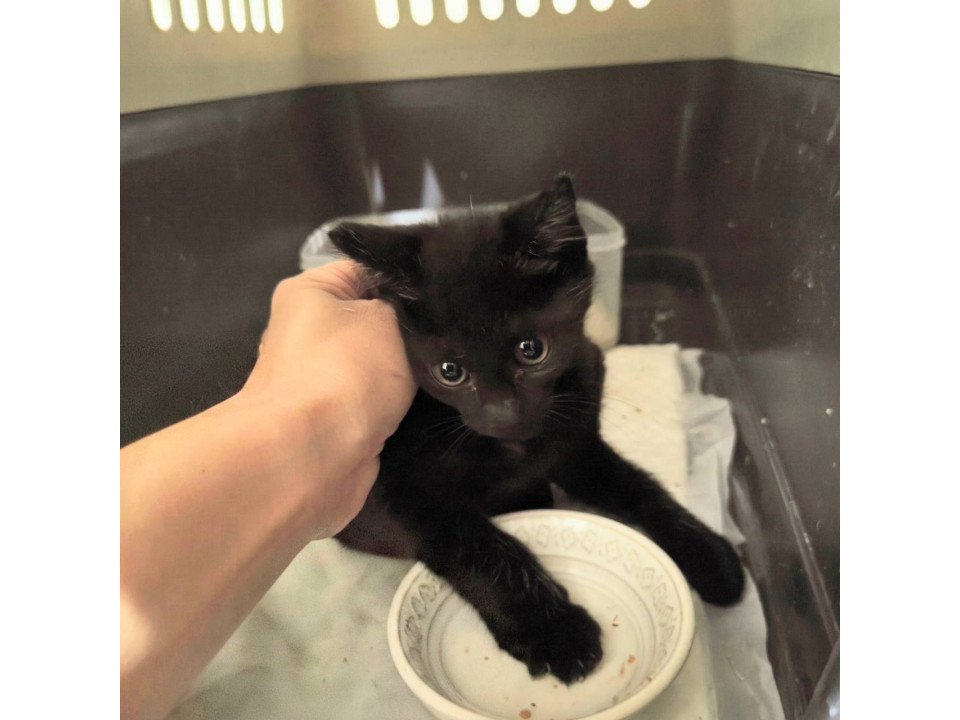 かわいい黒子猫生後1ヶ月