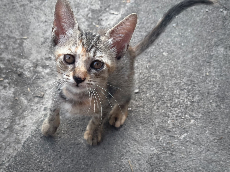 今年6月生まれ！メスのキジトラ&サビ猫