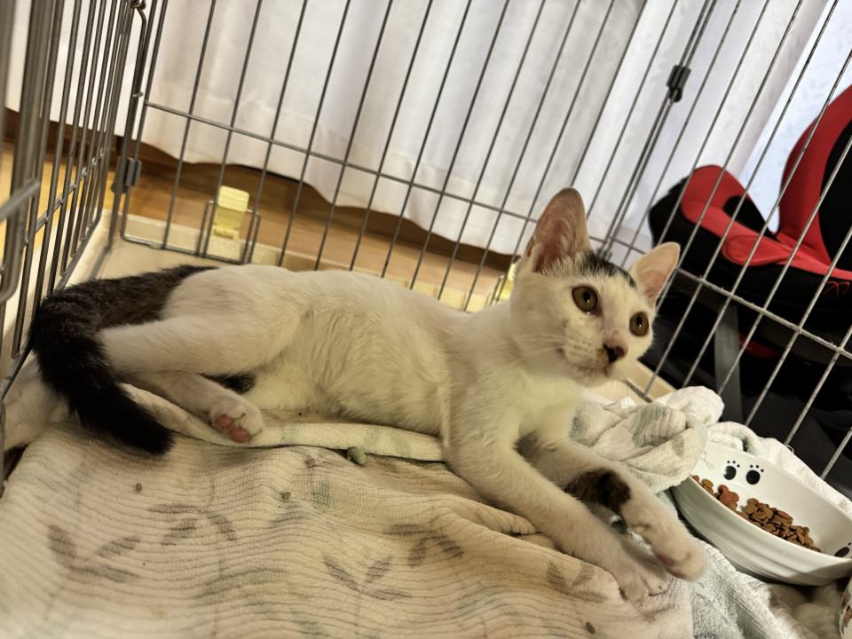 背中にハートを背負った甘えん坊の子猫