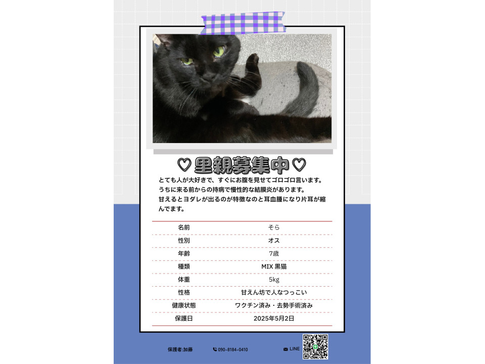 人が大好き黒猫男の子約8歳