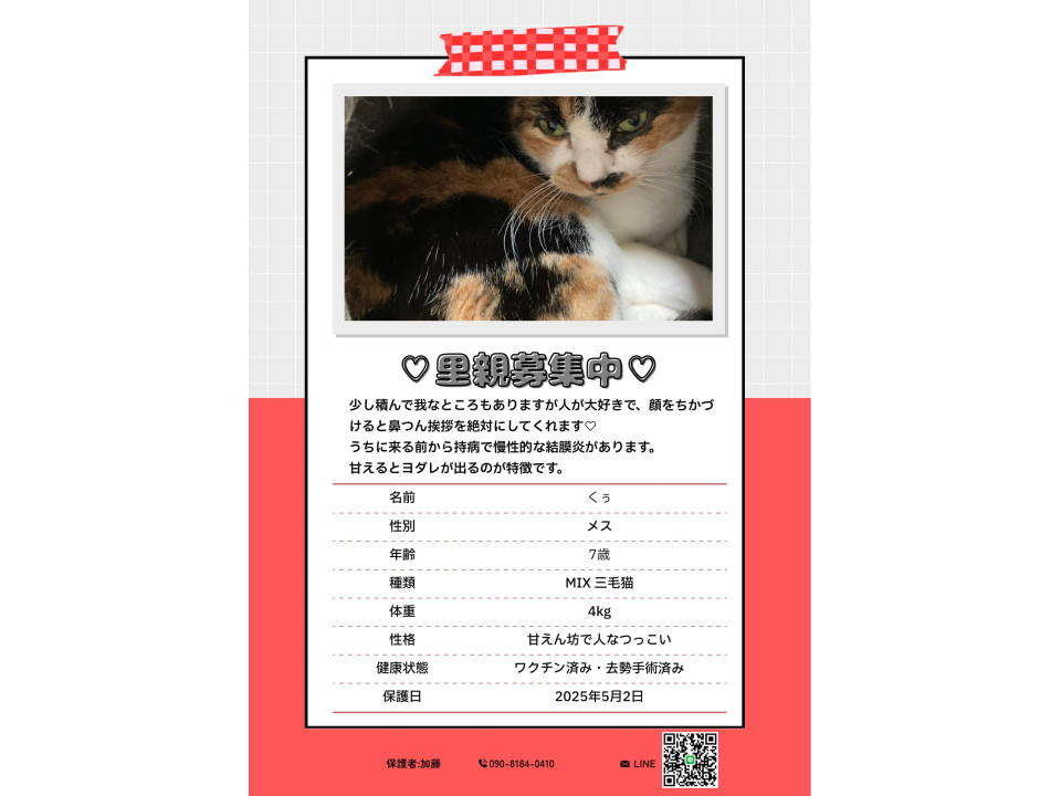 人が大好き三毛猫女の子約8歳