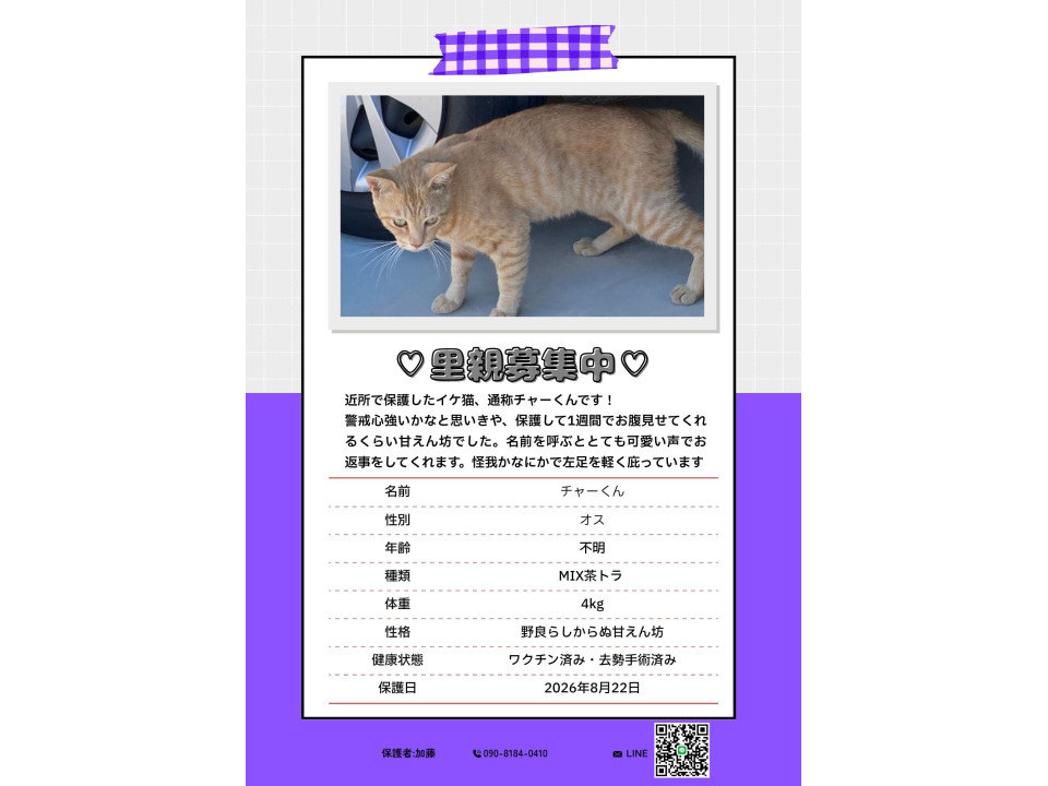 野良なのにデレデレ甘々な男の子