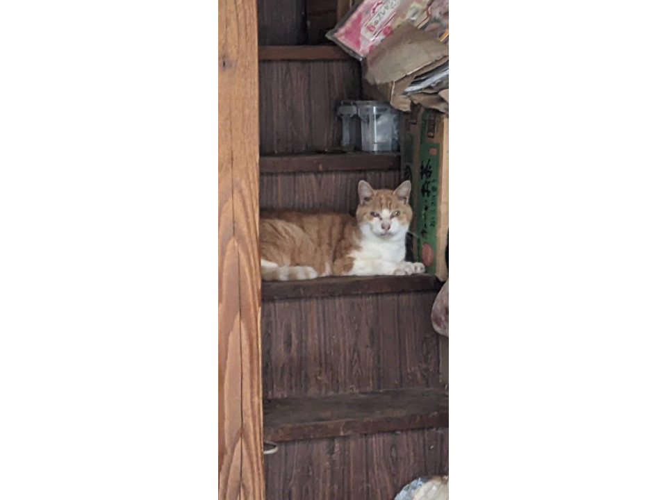 緊急